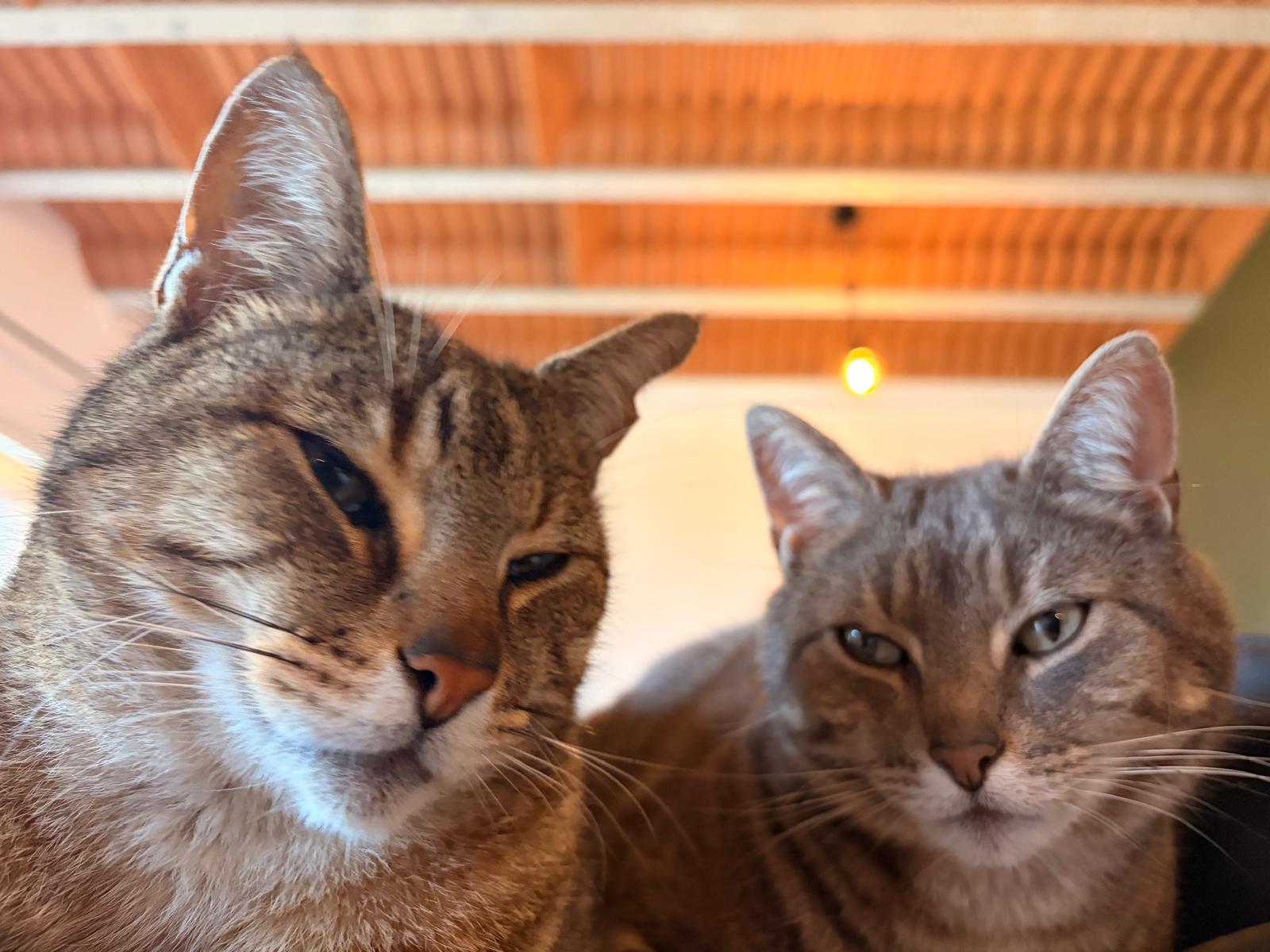 Les chats Monchat, Léo et Bobun, mascottes du coworking Quartier Libre Chantenay à Nantes